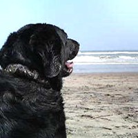 ��,�C�k,dog