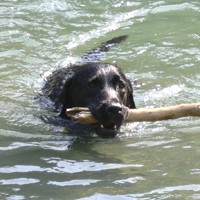 ��,�C�k,dog