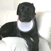 ��,�C�k,dog