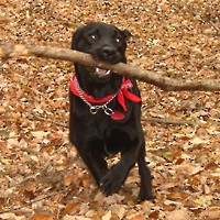 ��,�C�k,dog