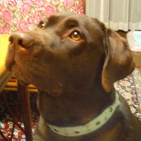 ��,�C�k,dog