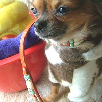 ��,�C�k,dog