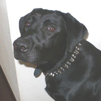 ��,�C�k,dog