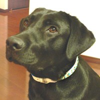 ��,�C�k,dog