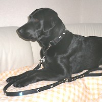 ��,�C�k,dog