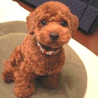 ��,�C�k,dog