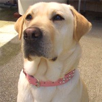 ��,�C�k,dog