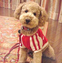 ��,�C�k,dog