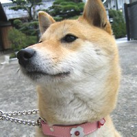 ��,�C�k,dog