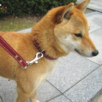 ��,�C�k,dog