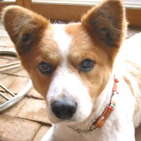 ��,�C�k,dog