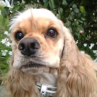 ��,�C�k,dog