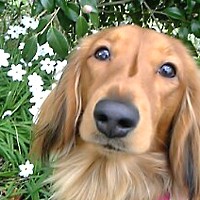 ��,�C�k,dog