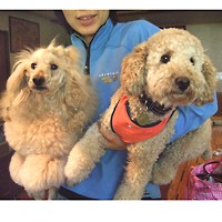 ��,�C�k,dog