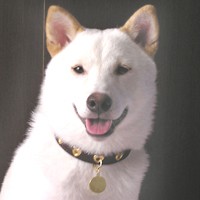 ��,�C�k,dog