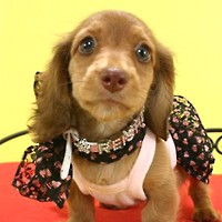 ��,�C�k,dog