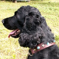 ��,�C�k,dog