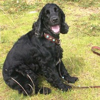 ��,�C�k,dog