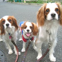 ��,�C�k,dog