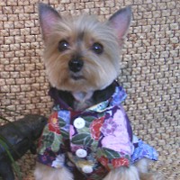 ��,�C�k,dog