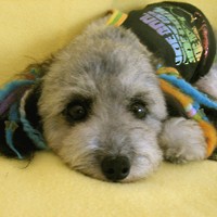 ��,�C�k,dog