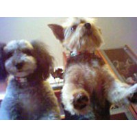 ��,�C�k,dog