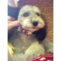��,�C�k,dog