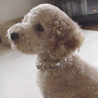 ��,�C�k,dog