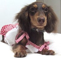 ��,�C�k,dog