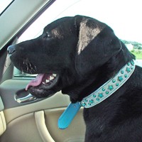 ��,�C�k,dog