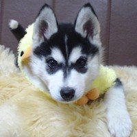 ��,�C�k,dog