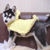 ��,�C�k,dog