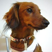 ��,�C�k,dog