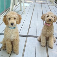 ��,�C�k,dog