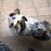 ��,�C�k,dog