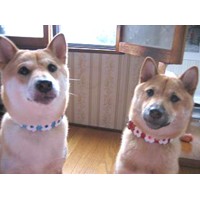 ��,�C�k,dog