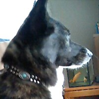 ��,�C�k,dog