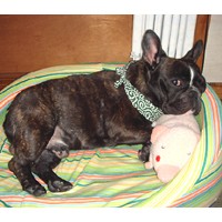 ��,�C�k,dog