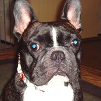 ��,�C�k,dog