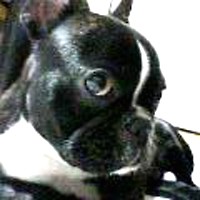 ��,�C�k,dog