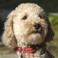 ��,�C�k,dog