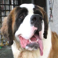 ��,�C�k,dog