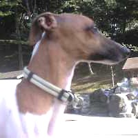 ��,�C�k,dog