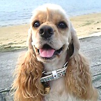 ��,�C�k,dog