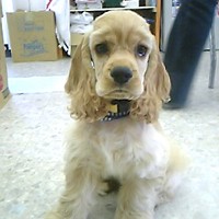 ��,�C�k,dog