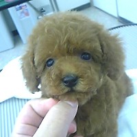 ��,�C�k,dog