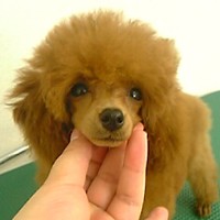��,�C�k,dog