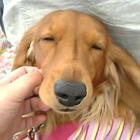 ��,�C�k,dog