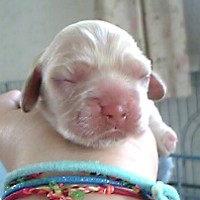 ��,�C�k,dog