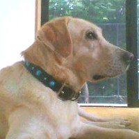 ��,�C�k,dog